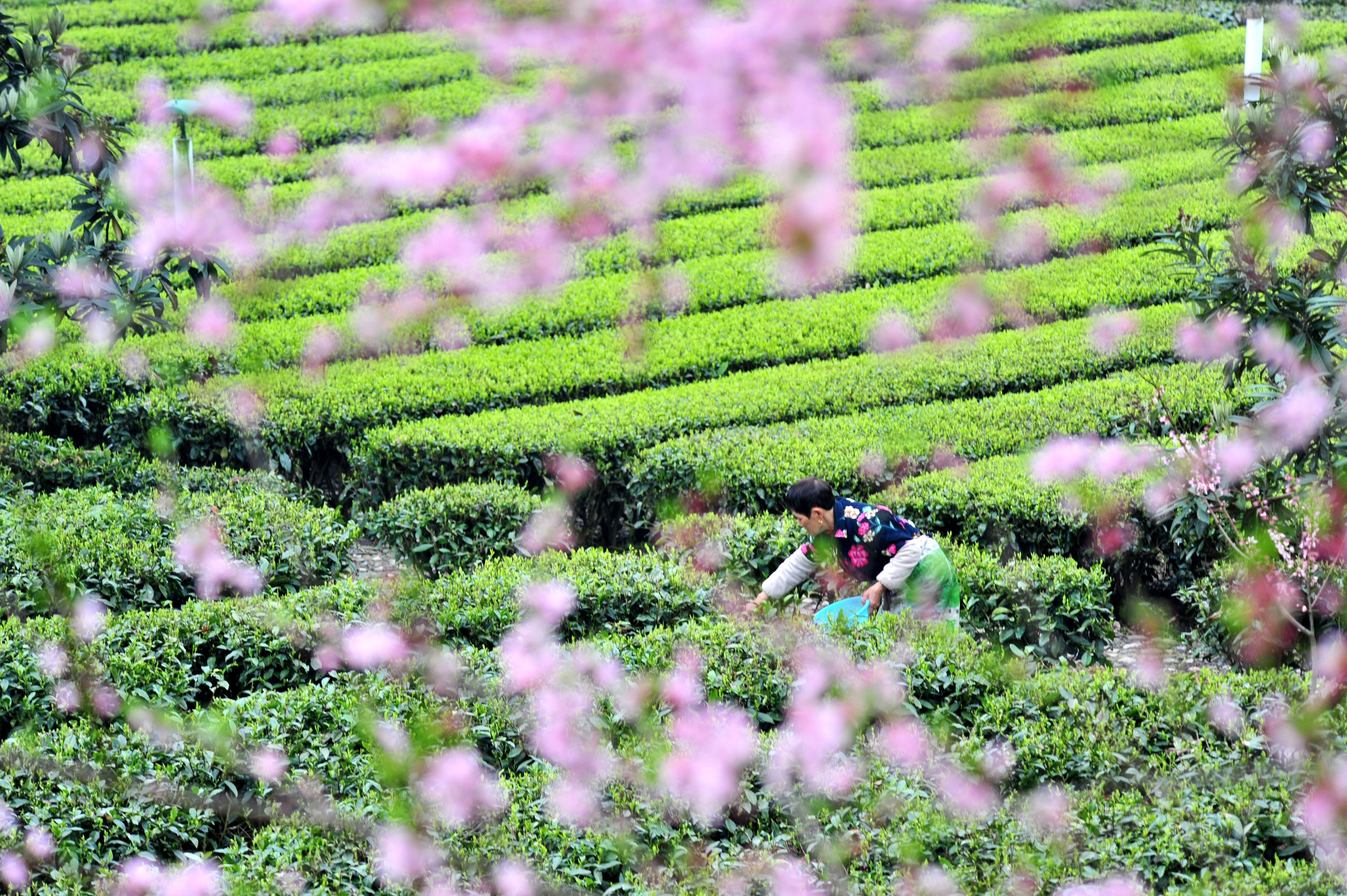 楚天好茶_品牌_茶叶_湖北(图1)