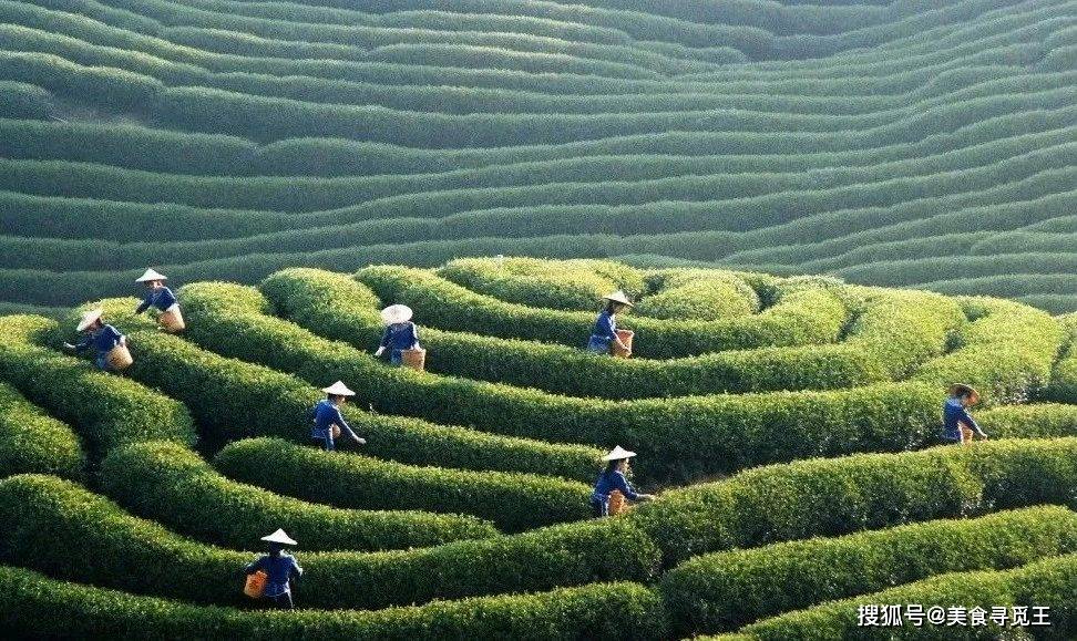 jbo竞博买茶叶如何才能不上当？行家说：3个线点不吃亏(图8)