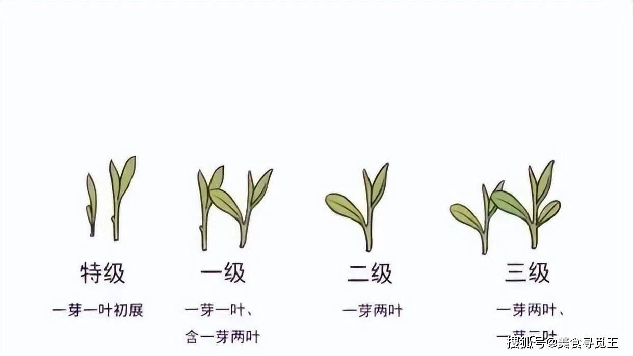 jbo竞博买茶叶如何才能不上当？行家说：3个线点不吃亏(图7)