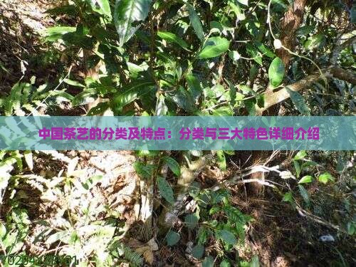 中国茶艺的分类及特点：分类与三大特色详细介绍(图8)