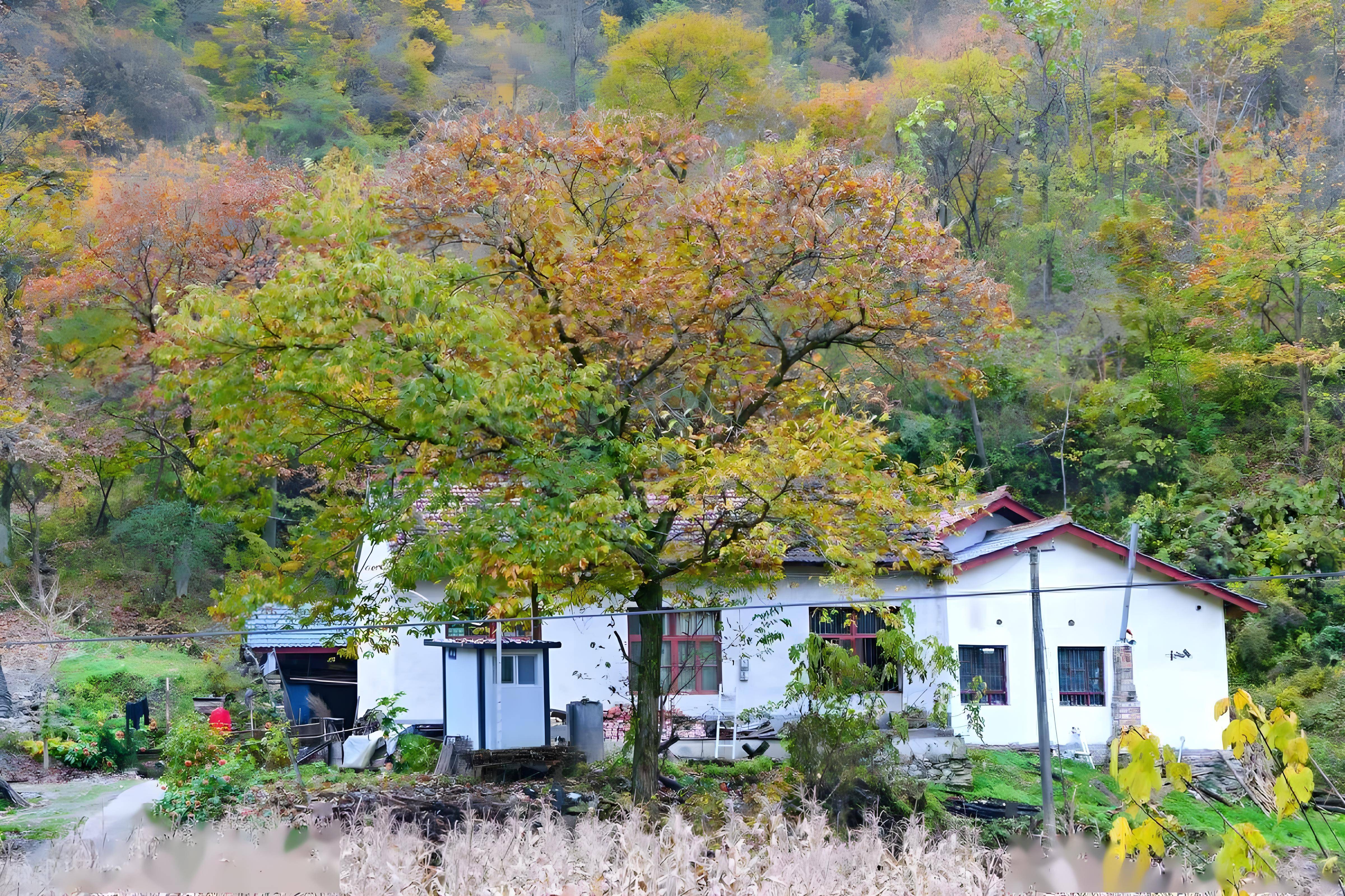 茶艺姑娘秦岭终南山租个破旧院子找了500茶友出资共建成了共享茶房(图1)