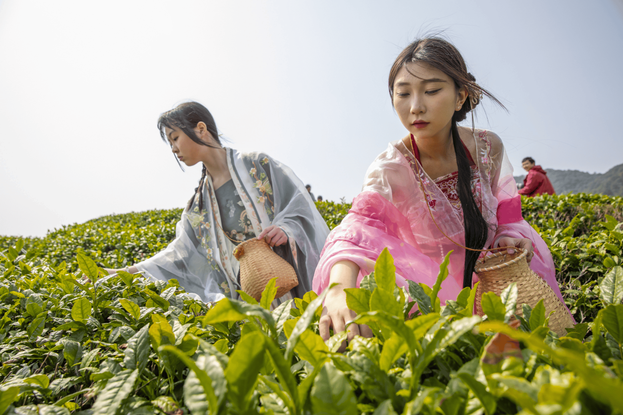 宁波海曙第七届开茶节启幕(图2)