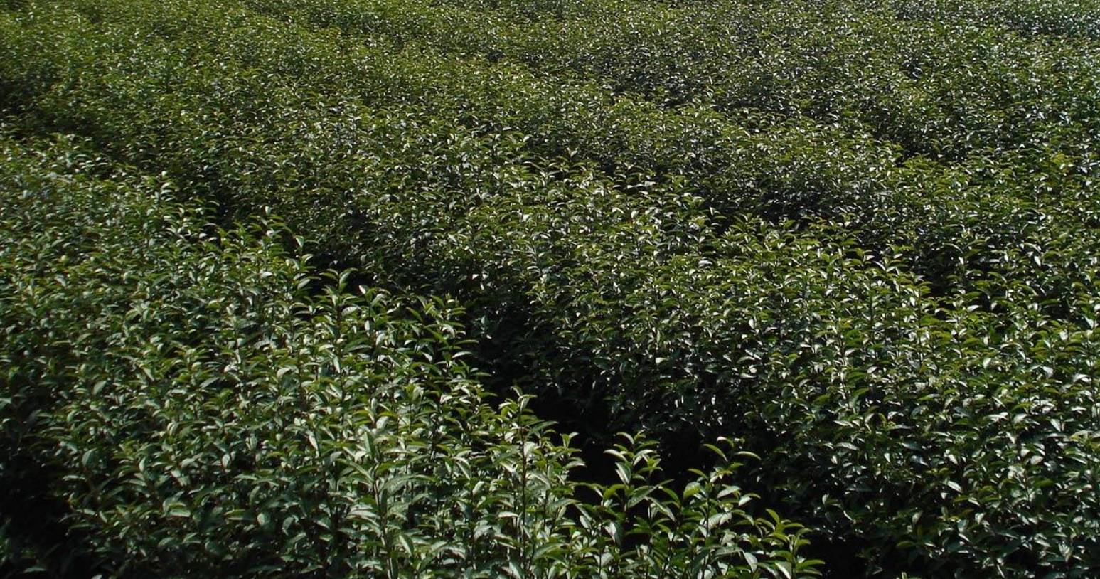 绿月茶业：中国茶文化走向世界而努力（二）(图1)