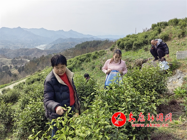 jbo竞博平台汉阴县漩涡镇：春茶开采 抢“鲜”上市  安康新闻网(图2)