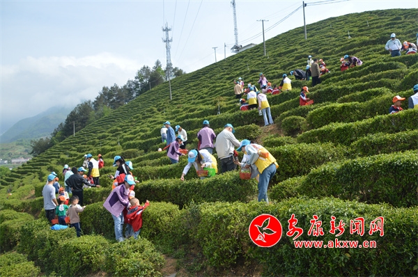 jbo竞博平台汉阴县漩涡镇：春茶开采 抢“鲜”上市  安康新闻网(图1)