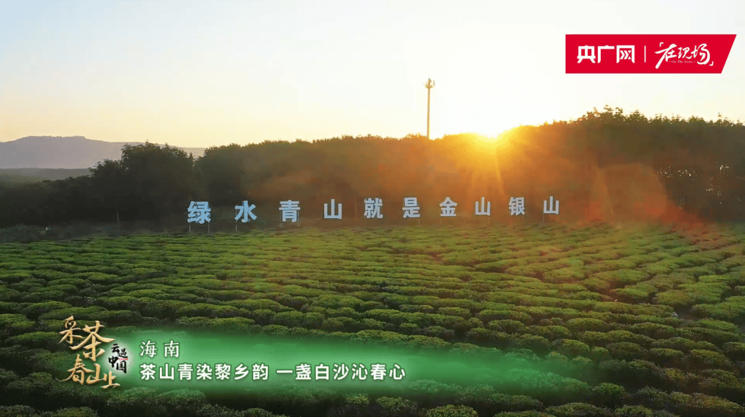 茶道·白沙｜海南白沙：春茶吐新绿 采摘正当时(图1)