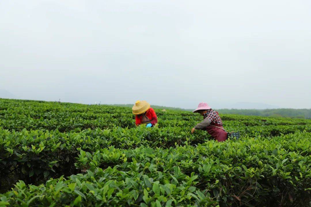 茶道·白沙｜海南白沙：春茶吐新绿 采摘正当时(图3)