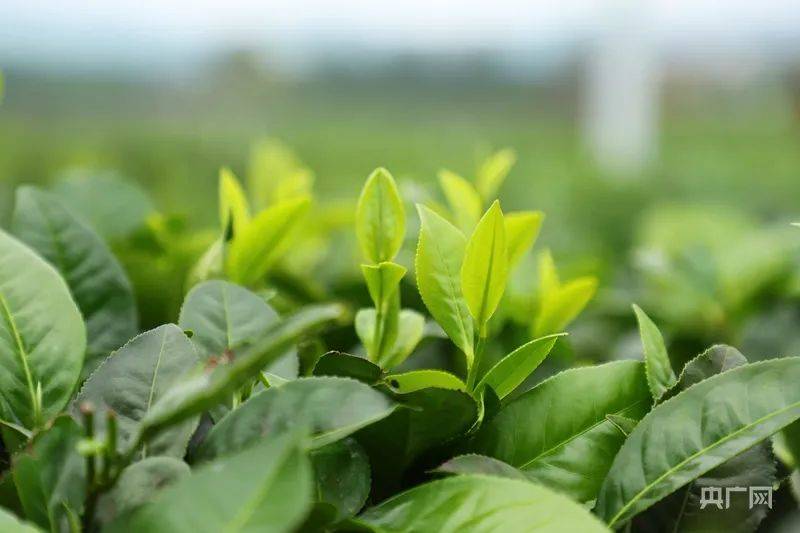 茶道·白沙｜海南白沙：春茶吐新绿 采摘正当时(图4)