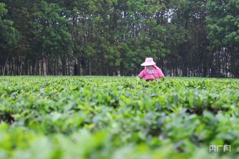 茶道·白沙｜海南白沙：春茶吐新绿 采摘正当时(图5)