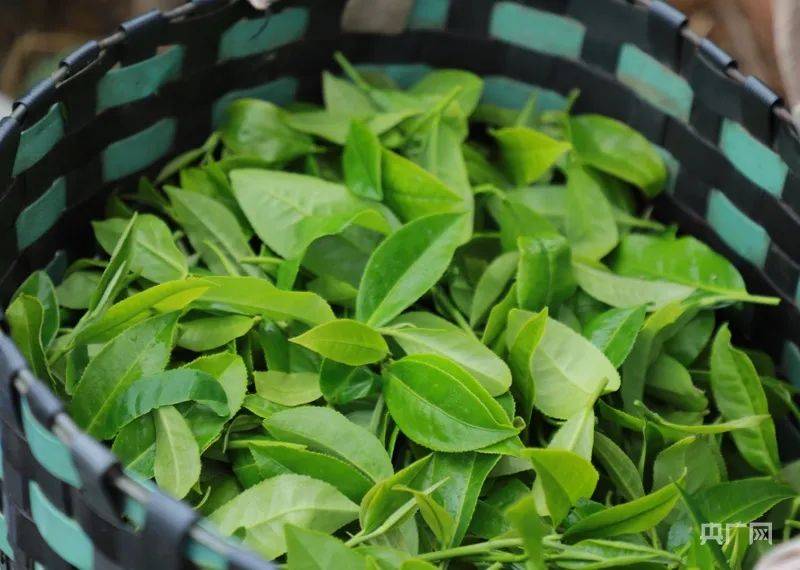茶道·白沙｜海南白沙：春茶吐新绿 采摘正当时(图6)