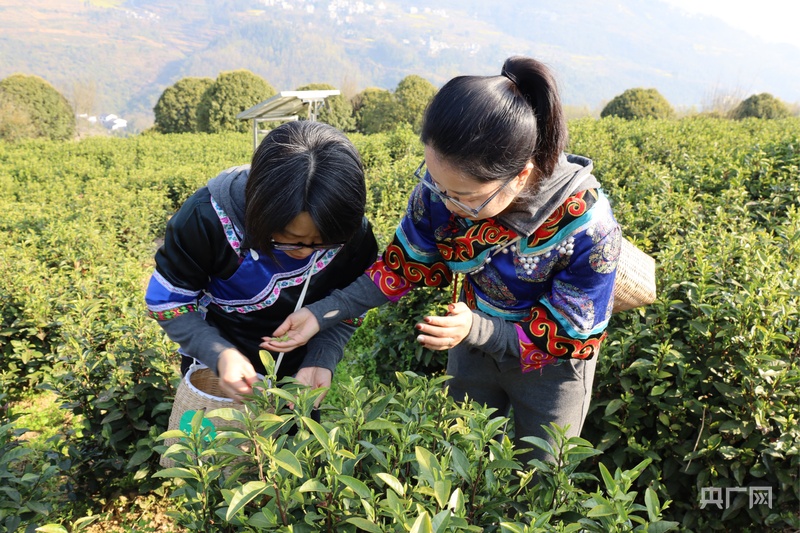 以茶之名 赴春之约2025贵州正安春茶开采节启幕jbo竞博入口(图3)