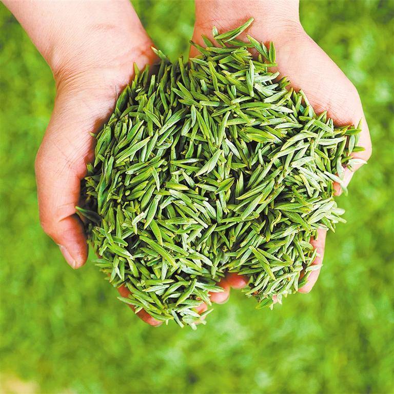 春茶飘香中经视觉村民(图2)