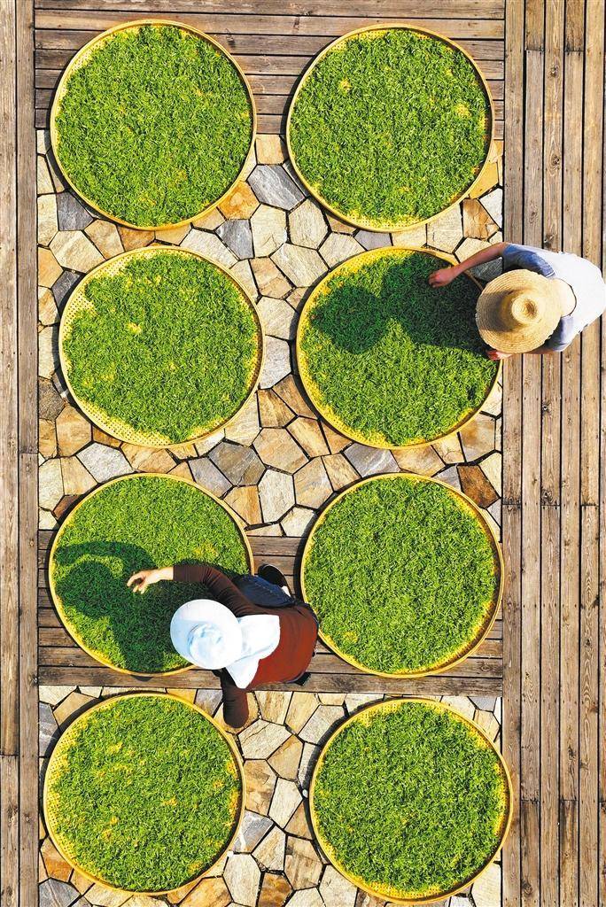 春茶飘香中经视觉村民(图3)