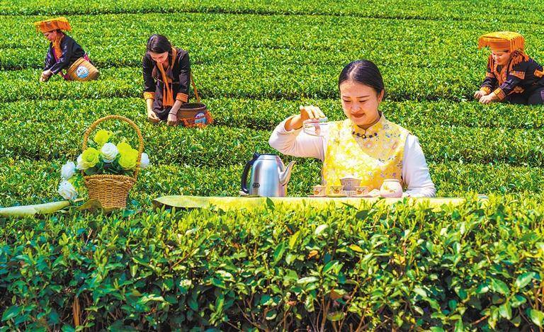 春茶飘香中经视觉村民(图5)