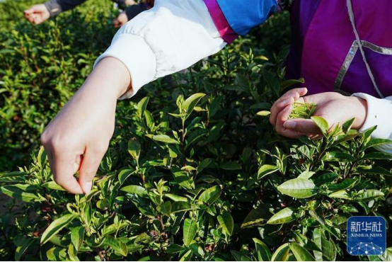 贵州正安：抢抓市场白茶春茶正式开采(图1)