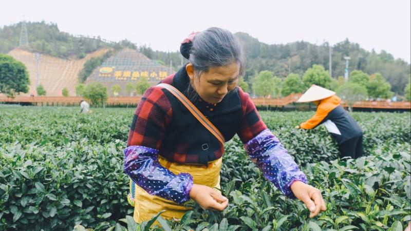 jbo竞博官网江西遂川：茶旅融合绘新景茶香四溢引客来(图2)