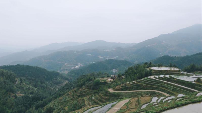 jbo竞博官网江西遂川：茶旅融合绘新景茶香四溢引客来(图3)