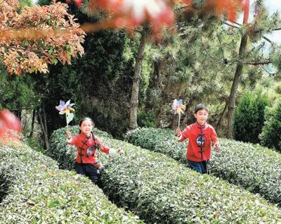 人民日报海外版 日照岚山区：“南茶北引”地 “一叶”兴“一业”(图1)