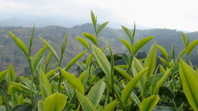 知食丨上春山觅茶香：云南茶叶图鉴(2)
