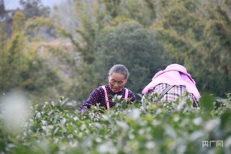 以茶为笔绘产业蓝图2025 狗牯脑茶品鉴jbo竞博入口交易会在江西遂川举行(图5)