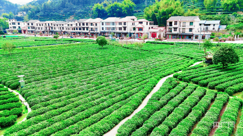 以茶为笔绘产业蓝图2025 狗牯脑茶品鉴jbo竞博入口交易会在江西遂川举行(图6)