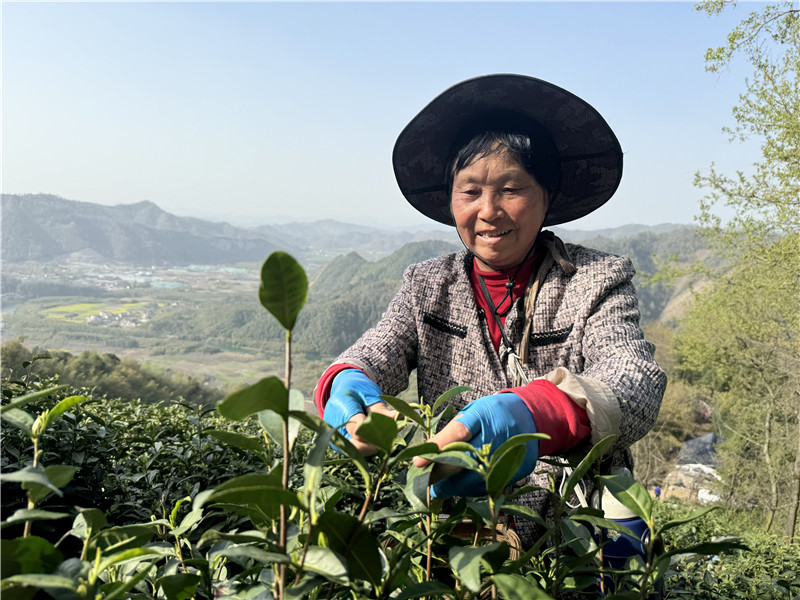 宁国：春茶抢采韵初成(图2)