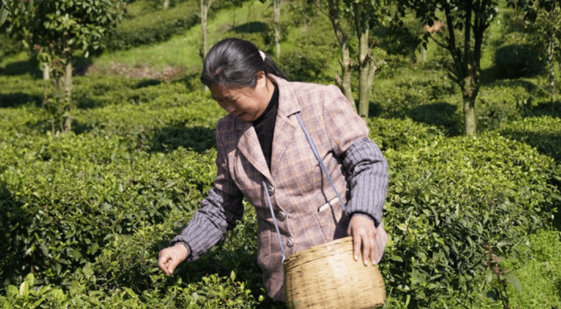 春茶采摘上市铜仁茶产业迈向高质量发展新征程(图5)