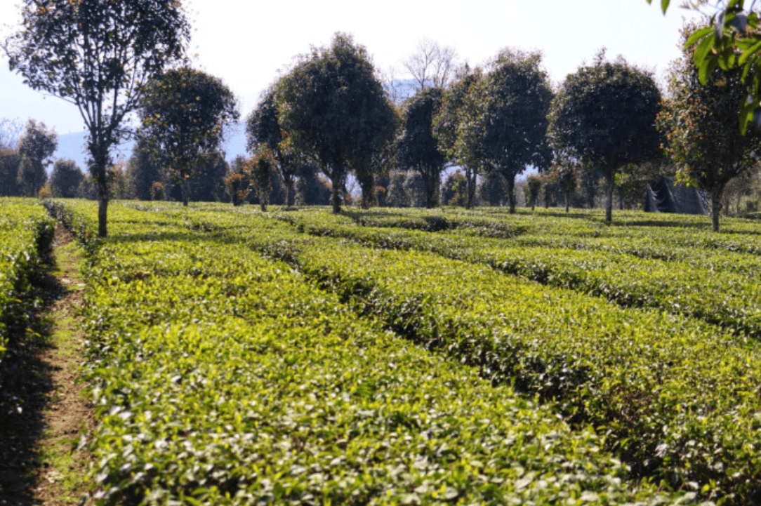 春茶采摘上市铜仁茶产业迈向高质量发展新征程(图2)