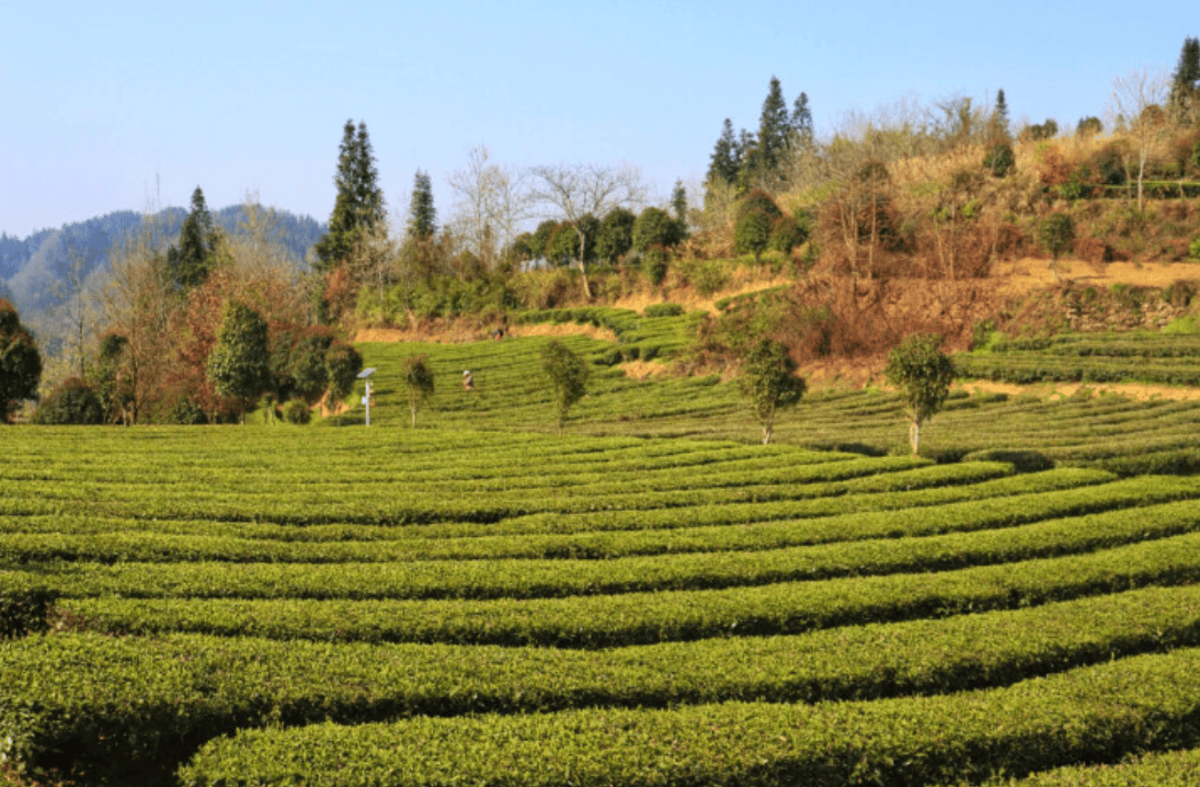 春茶采摘上市铜仁茶产业迈向高质量发展新征程(图3)
