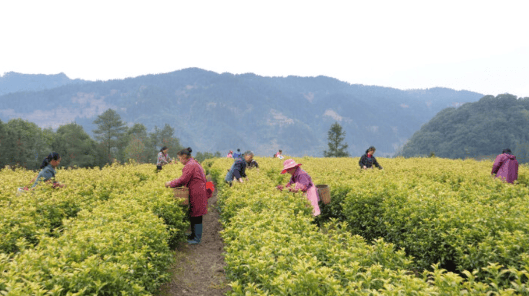 春茶采摘上市铜仁茶产业迈向高质量发展新征程(图4)