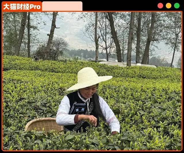 “授渔得鱼”钟睒睒正在悄悄改变茶产业格局(图4)