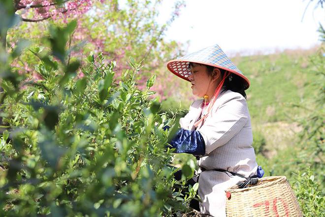 樱红茶jbo竞博APP绿又一春(图3)