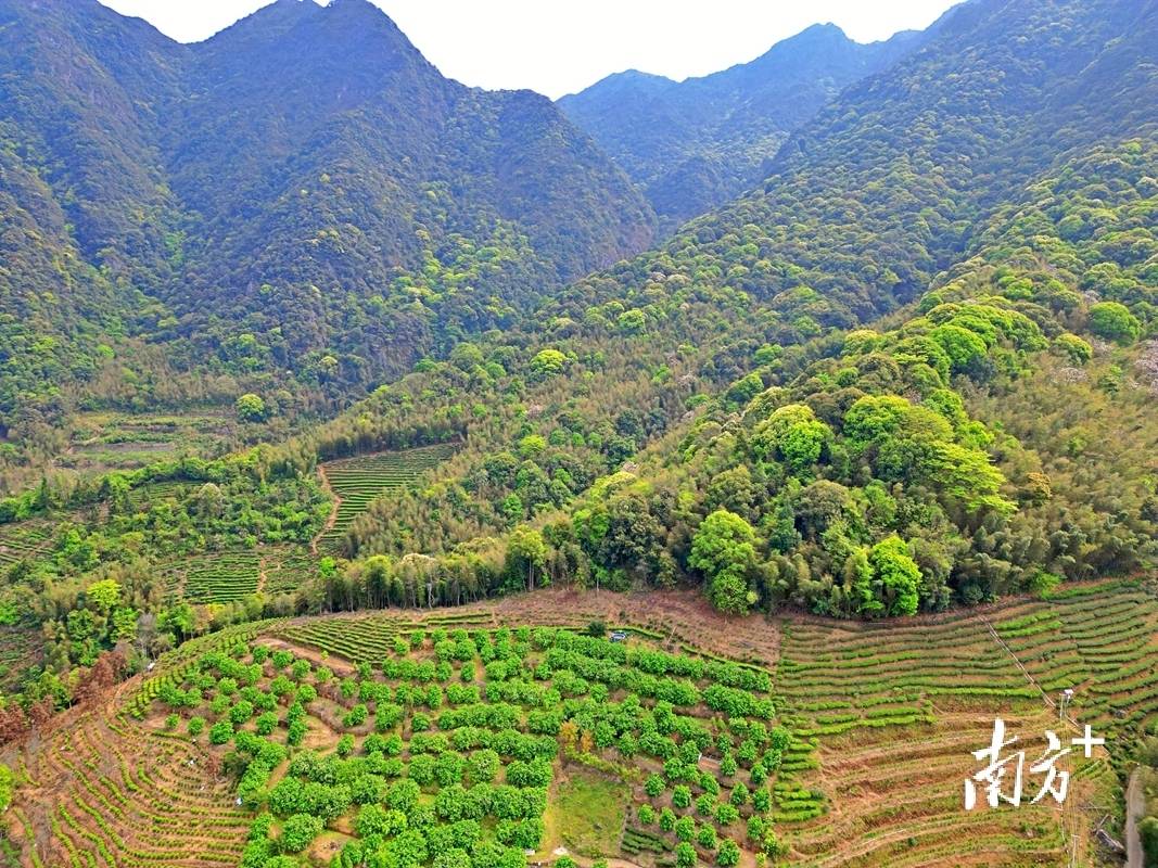jbo竞博官网大埔茶产业的革新探索(图2)