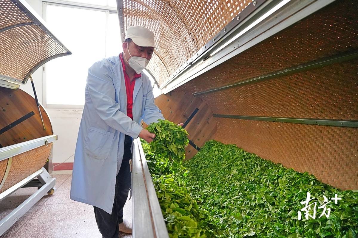 jbo竞博官网大埔茶产业的革新探索(图7)