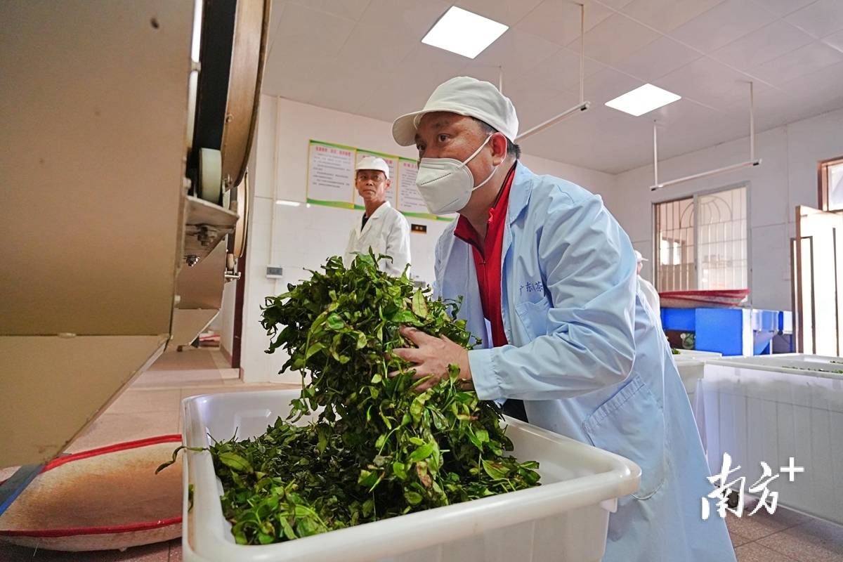 jbo竞博官网大埔茶产业的革新探索(图6)