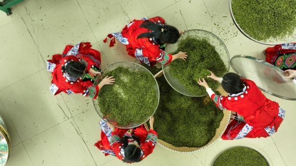 秀山：以茶興業 以茶富民(图1)