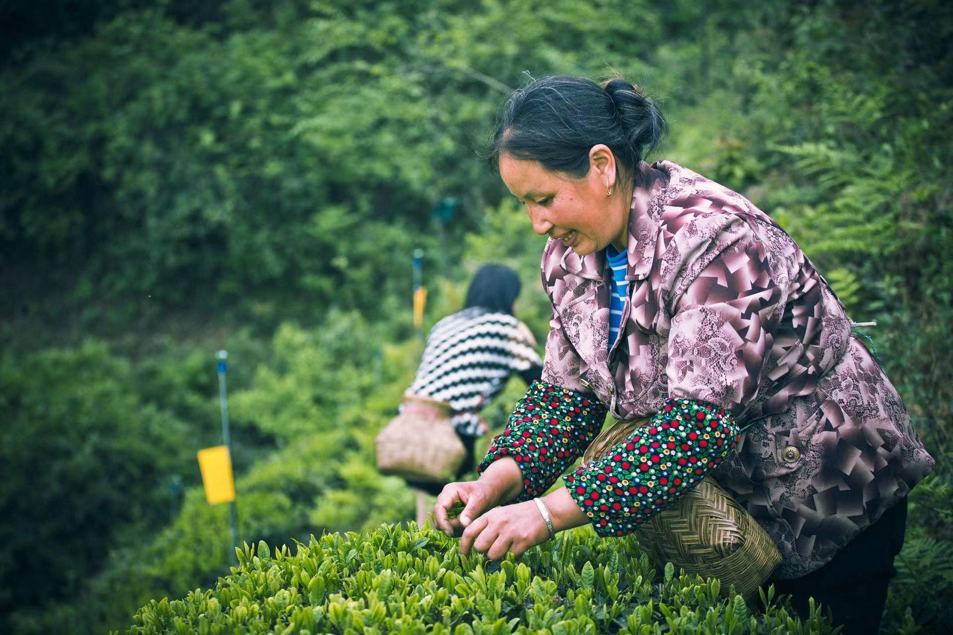 云南景东：现代化加工厂助力茶产业发展