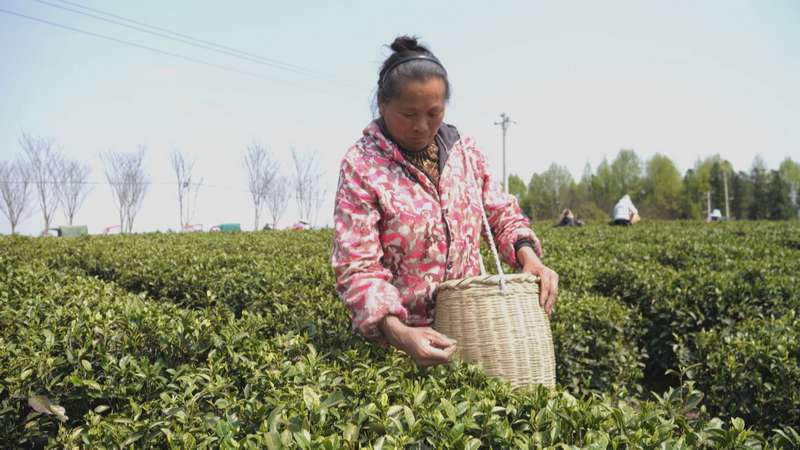 松桃：春茶吐绿 明前茶采摘正当时(图1)