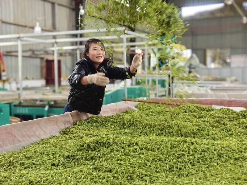 松桃：春茶吐绿 明前茶采摘正当时(图3)