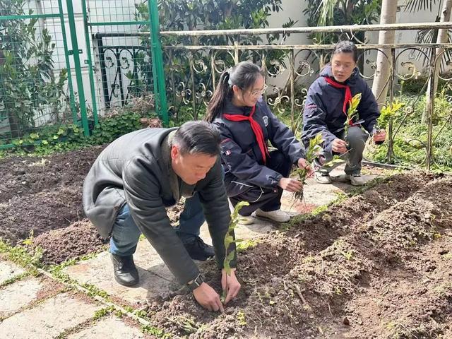jbo竞博下载自己种自己喝杨浦这所中学“长”出一个诗画茶园(图5)