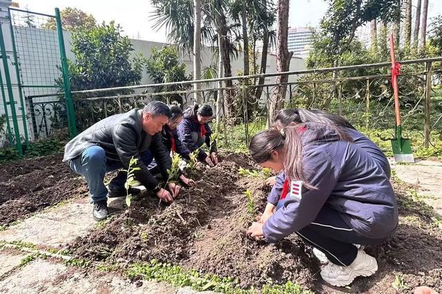 jbo竞博下载自己种自己喝杨浦这所中学“长”出一个诗画茶园(图3)