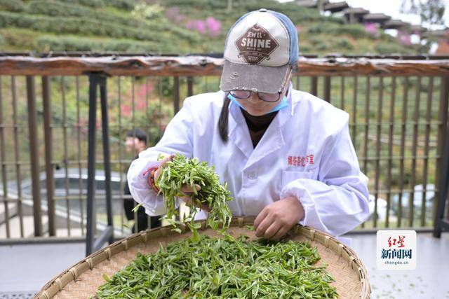 非遗焕新 茶香致远——都江堰“青城三月三采茶节”解码产业振兴新路径(图5)