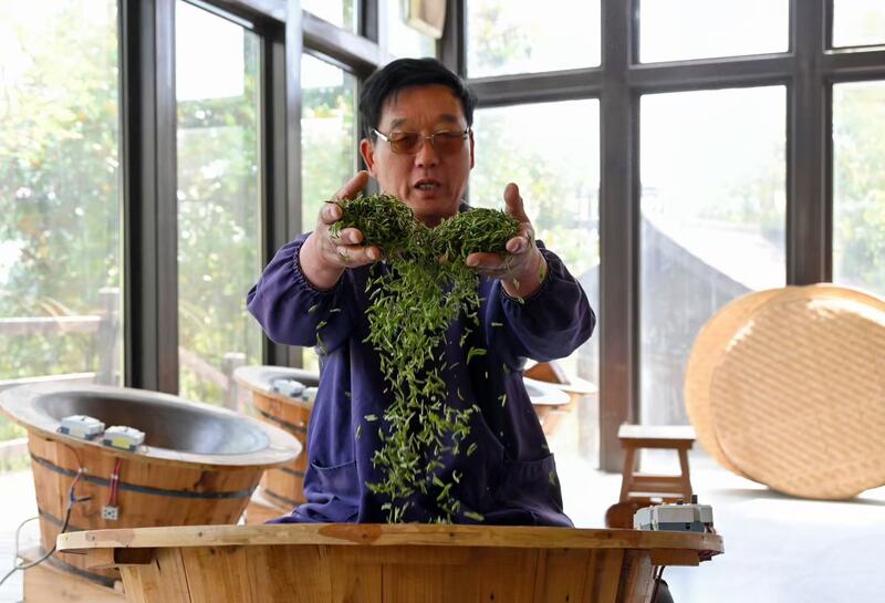 清明将至 江苏多地春茶开采jbo竞博下载(图2)