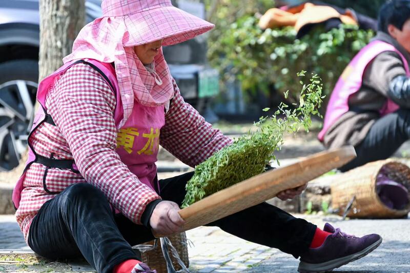 清明将至 江苏多地春茶开采jbo竞博下载(图3)