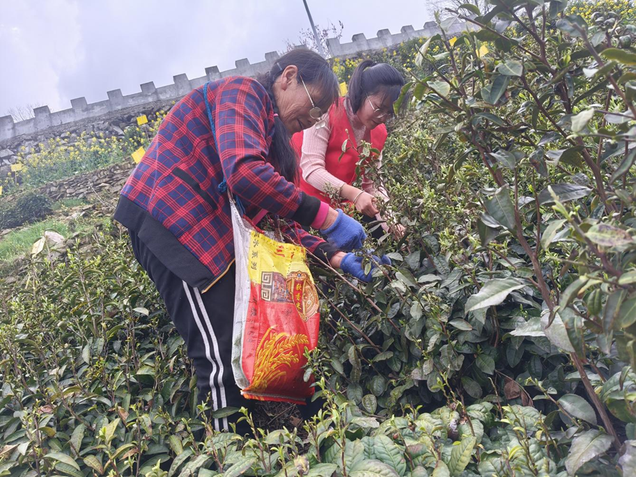 jbo竞博APP歙县璜田乡：春茶采摘正当时茶叶生产助增收(图1)