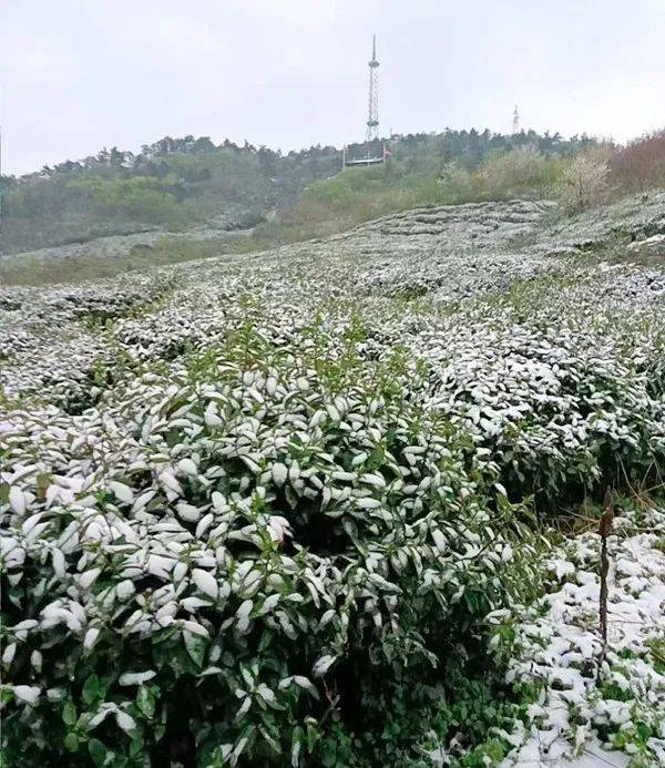茶资讯 “茶叶+”破圈新jbo竞博入口玩法如何写好“早”文章？(图1)