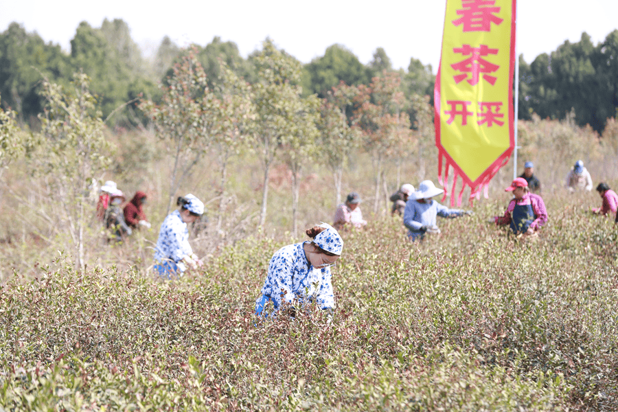 江苏盱眙：雨山“茶香”邀您共赴春日之约(图2)