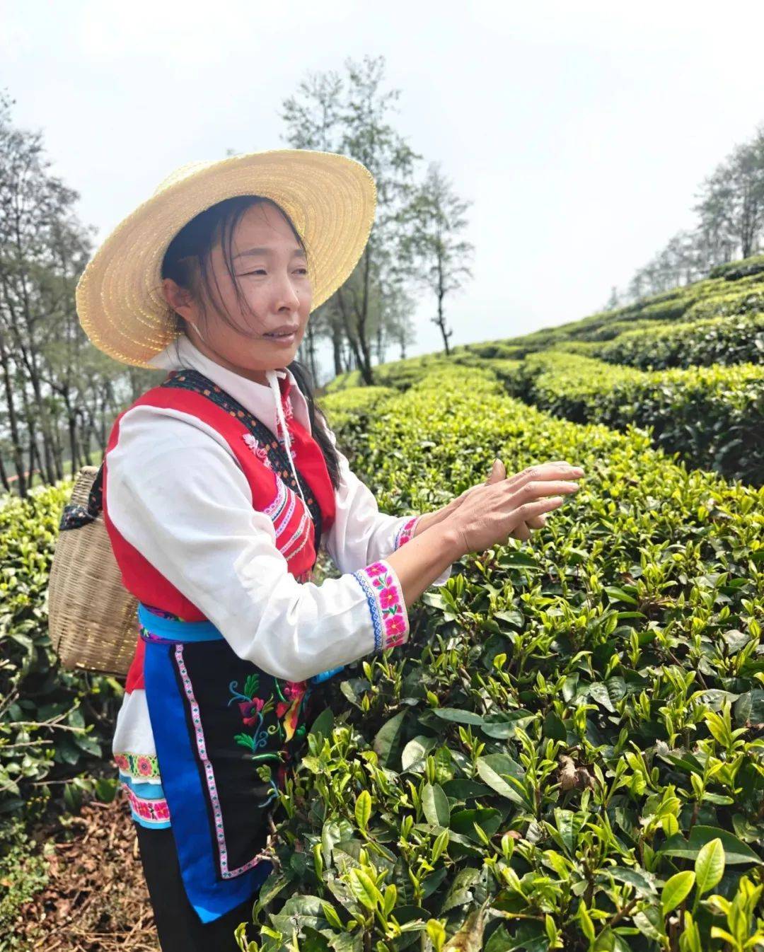 jbo竞博官网钟睒睒给云南茶农“上分”(图4)