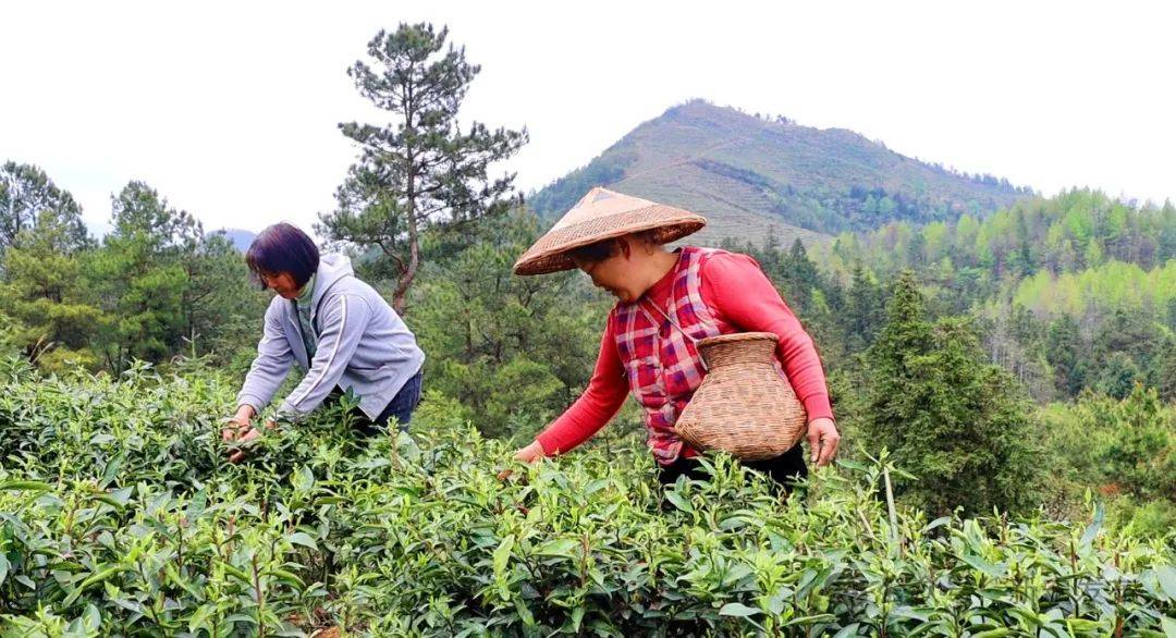 春茶迎丰收 茶农采摘忙(图2)