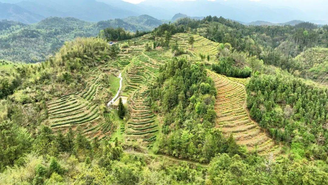 春茶迎丰收 茶农采摘忙(图1)